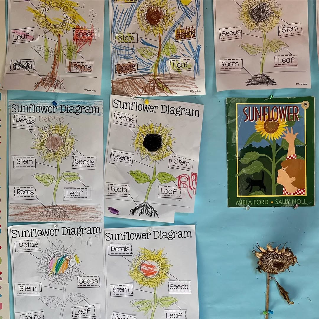 Instagram post: It’s fall Our kindergarten bobcats have been learning about plants. Check out...